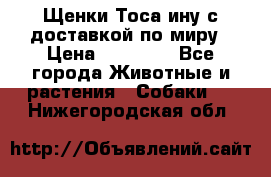 Щенки Тоса-ину с доставкой по миру › Цена ­ 68 000 - Все города Животные и растения » Собаки   . Нижегородская обл.